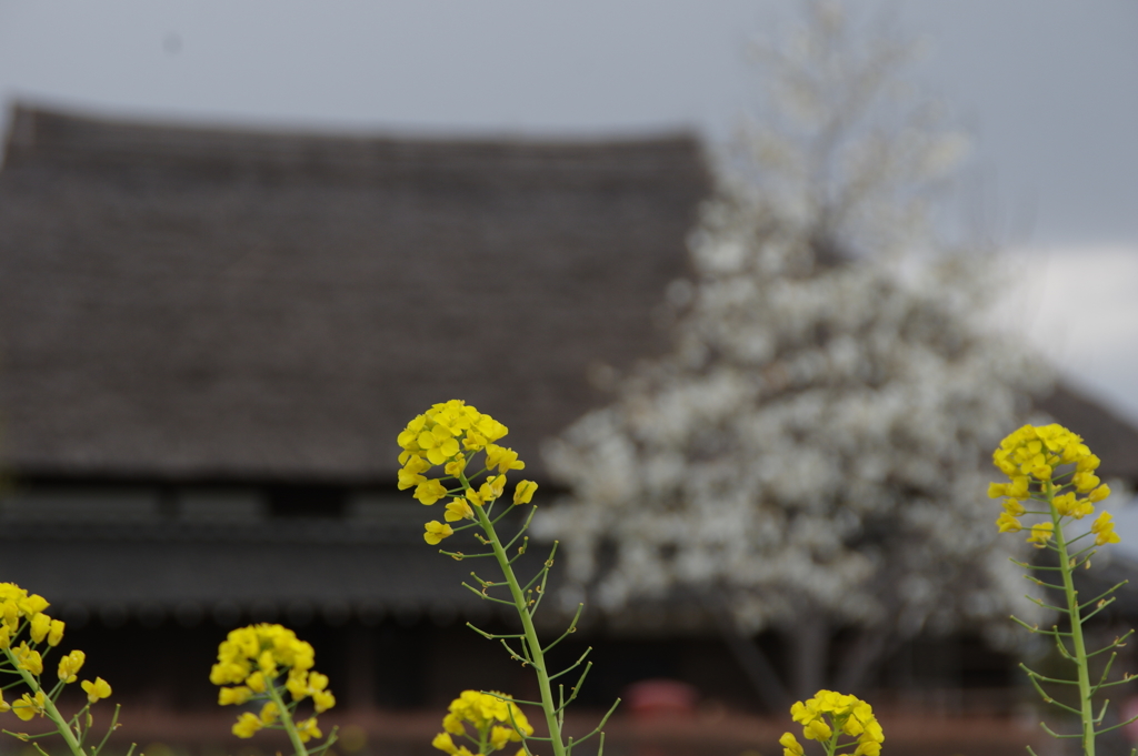 菜の花　３