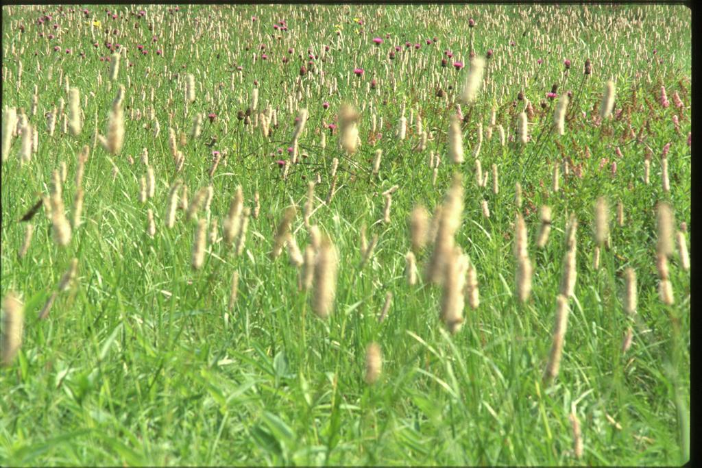 玉原高原　（2002年8月4日）