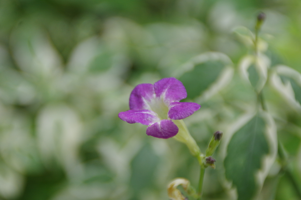 温室の花