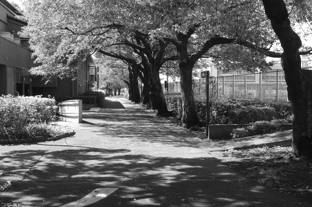 アメリカ桜の道