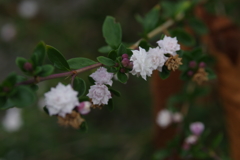 小さな花