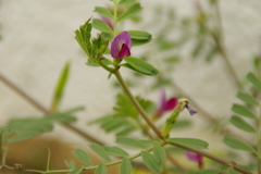 植物公園の草花　2017年4月（カラスノエンドウ）