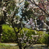 梅