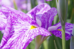 菖蒲