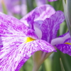 菖蒲