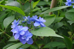 美栄の華