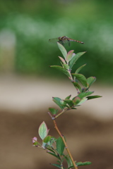 農業公園の昆虫　４