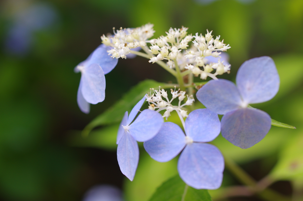 紫陽花４