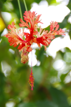 温室の花