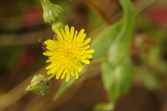 野花