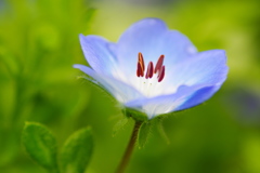 植物公園の草花2017年4月（ネモフィラ）２