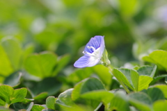 公園の小さな花達（ホシノヒトミ）