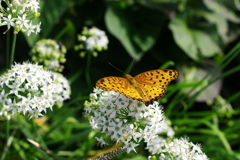 農業公園の昆虫　７