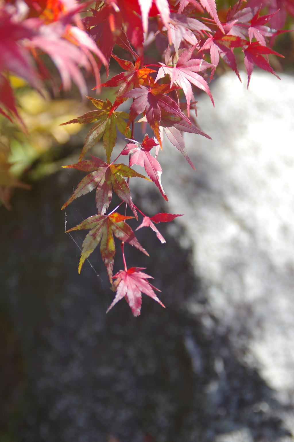 紅葉