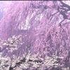 桜と白梅