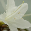 植物公園内温室の花　2017年4月　ㇺニンツツジ