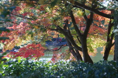 日本庭園の秋　４
