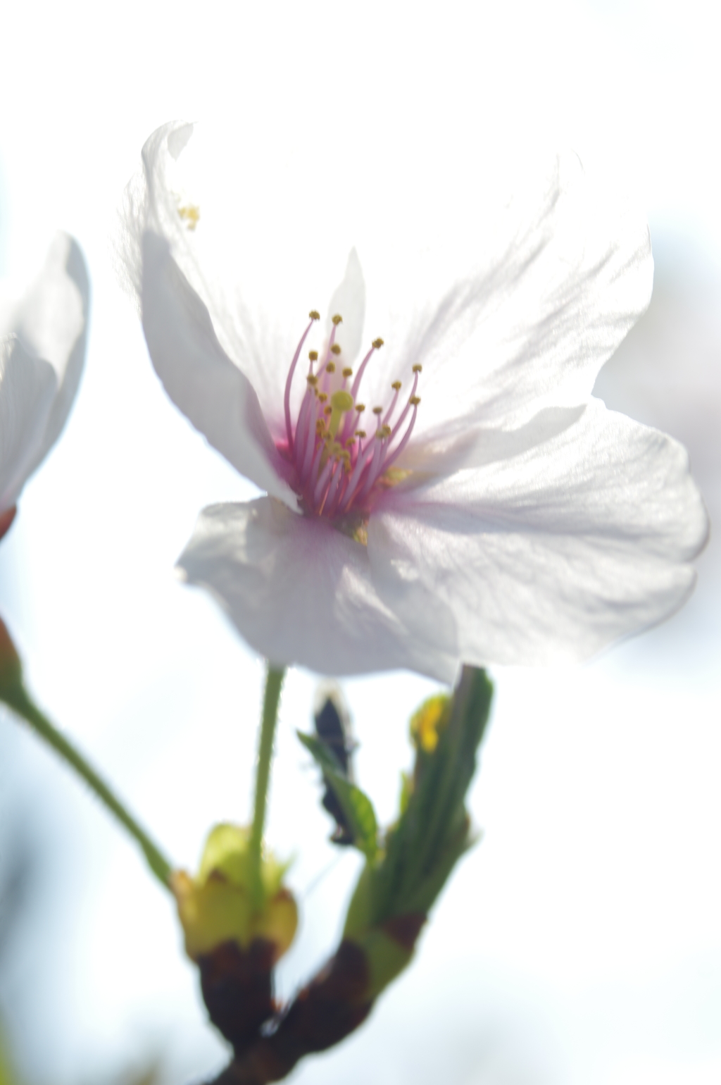 桜　２