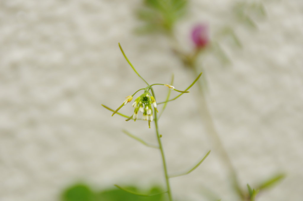 植物公園の草花　２０１７年4月
