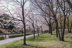 舎人公園からの風景