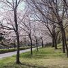 舎人公園からの風景