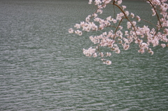 奥多摩の桜