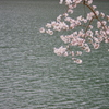 奥多摩の桜