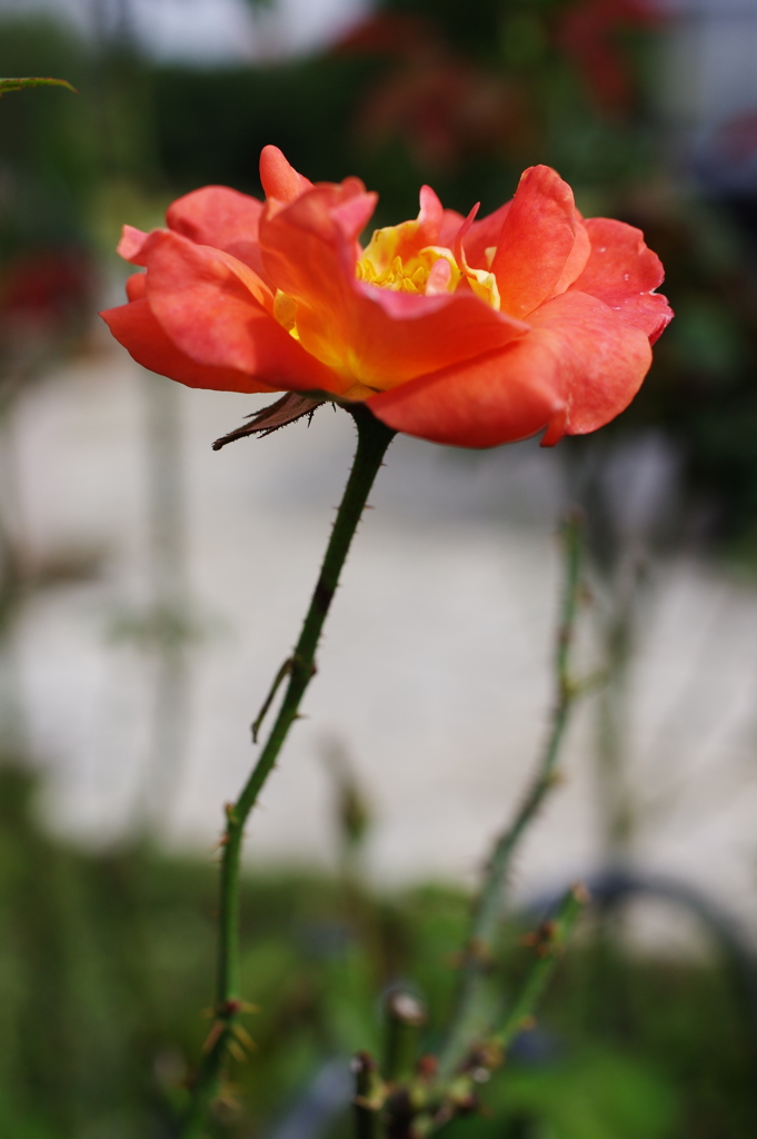 農業公園の花