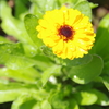 春の花