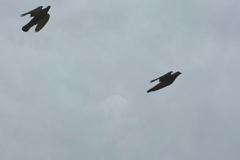 飛んで、飛んで