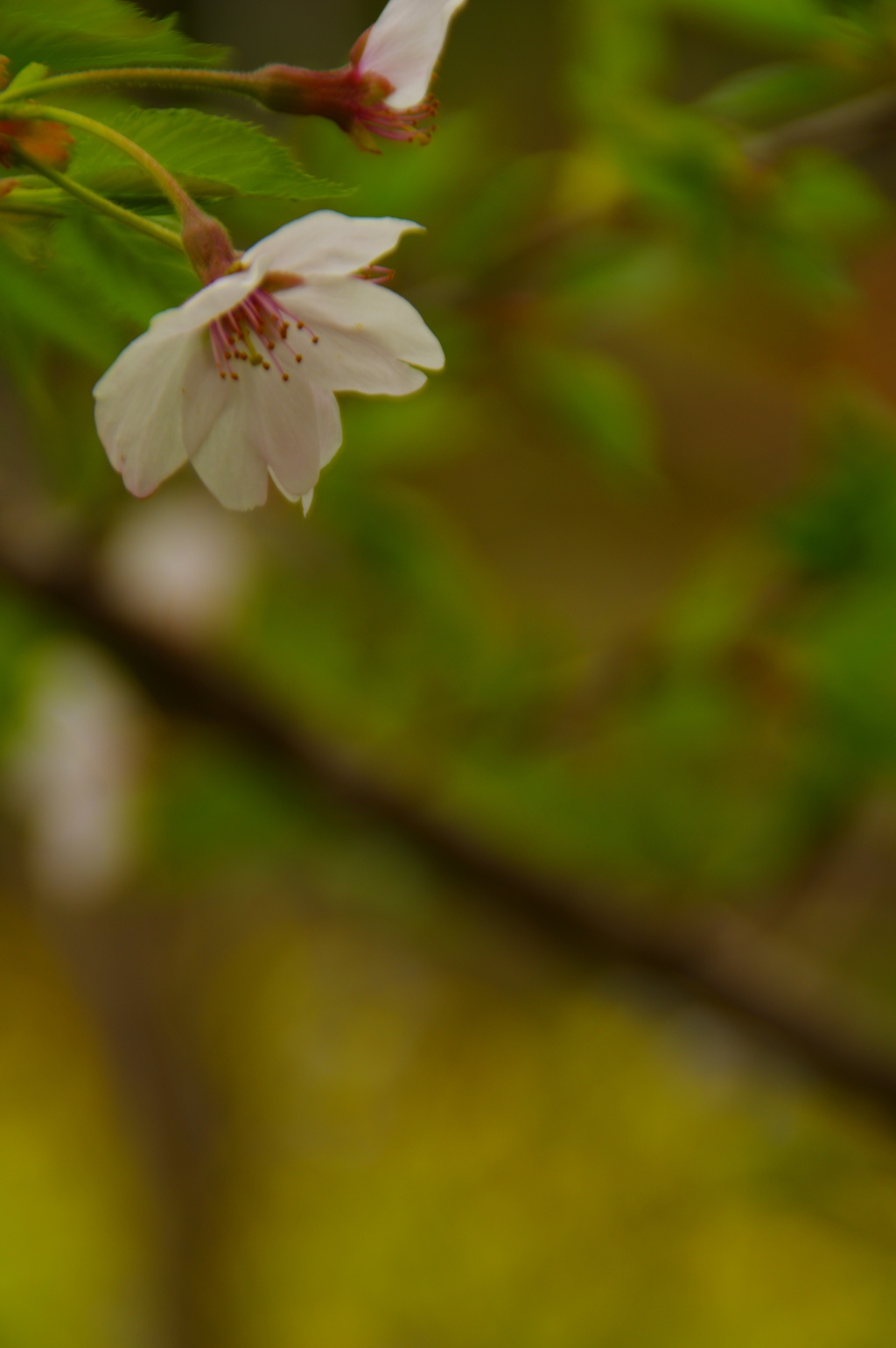 さくら　2017年4月　１０