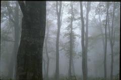 霧に包まれて　（2000年）　５