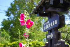 周辺で見つけた綺麗な花
