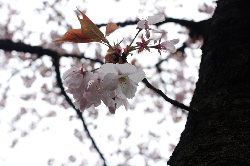 桜