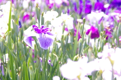 菖蒲　２