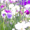 菖蒲　２