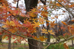 紅葉　２