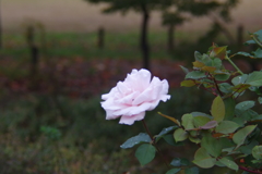 咲き誇って