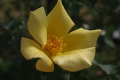 薔薇　４