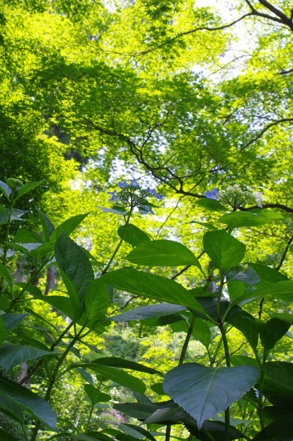 葉（緑が綺麗）