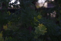 かがやく葉
