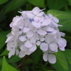 紫陽花３