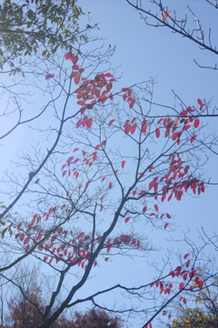 青空と紅葉