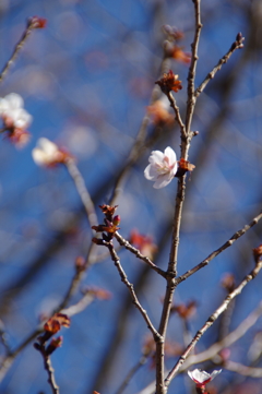 冬桜