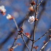 冬桜