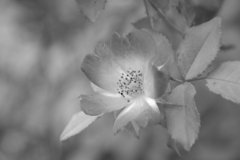 ハーブ園の花