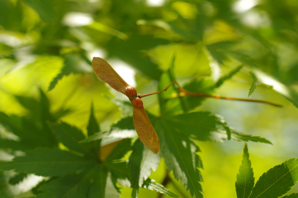 風が吹けば