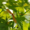 風が吹けば
