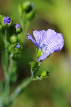公園の花