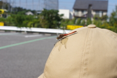 ワンポイント